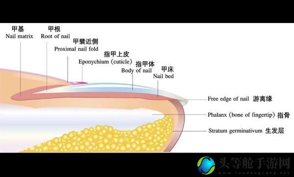 硬甲皮_硬甲皮哪里剥效率最高