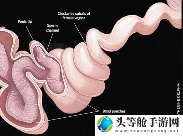 曹逼软件的现状与挑战：深度解析与应对之道