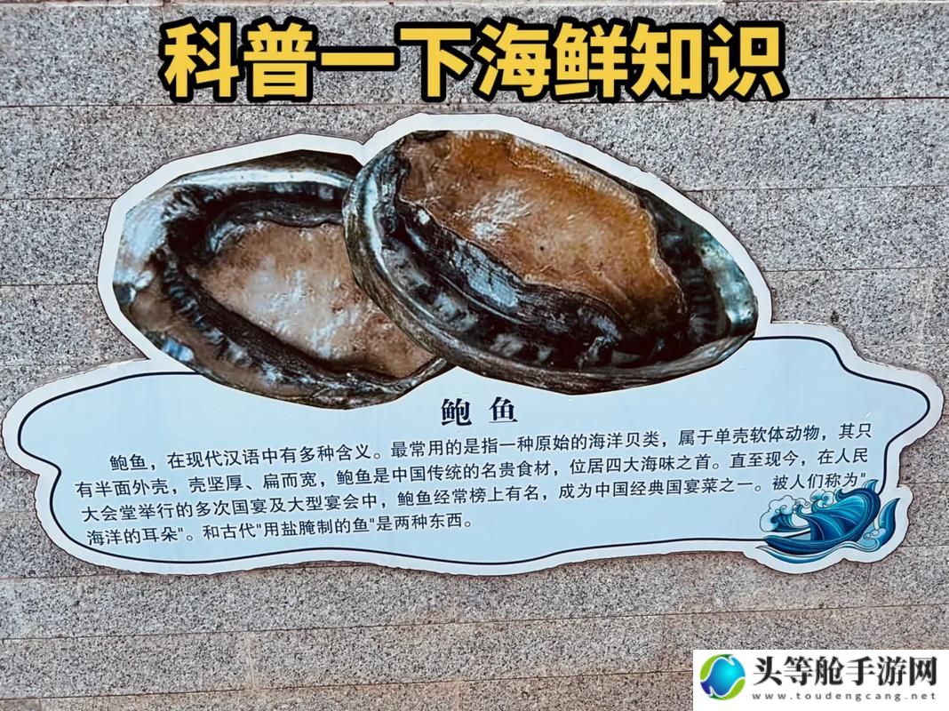 丰满鲍鱼20p精选：品味海洋的馈赠，探寻鲍鱼背后的故事