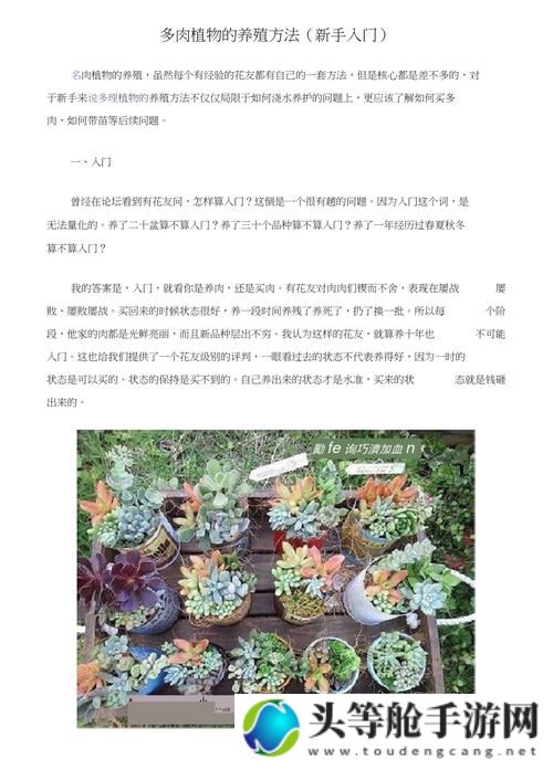 多肉植物1v3养护攻略与多车运输知识分享