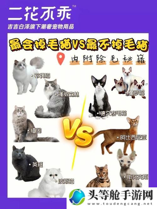 超级猫攻略宝典：一网打尽所有秘籍与资讯汇总！