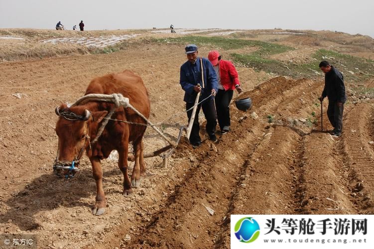 儿子耕种母亲的田地：传承与责任的交织