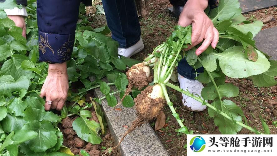 二人世界萝卜情缘：第一人称的拔萝卜之旅