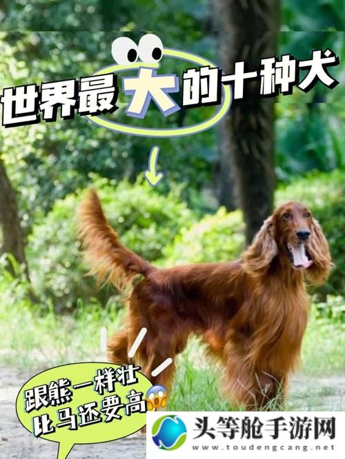 狗狗的世界：探索大型犬种图片背后的故事