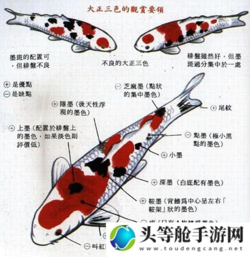 锦鲤吸水与夹的区别解析