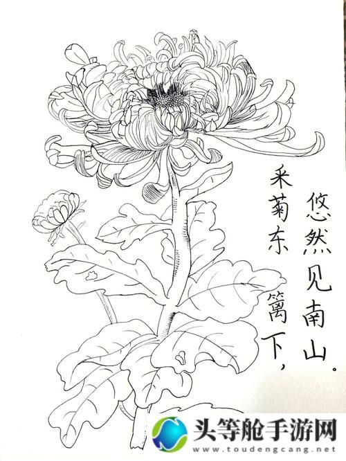 六年级菊花笔塞奥秘揭秘：探究菊花能塞下几支笔的背后故事