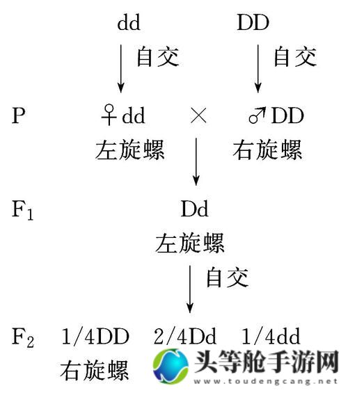 母影遗传：深度解析基因中的奥秘