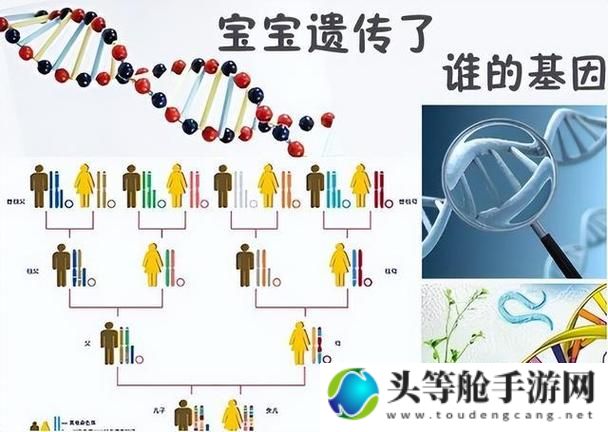 母亲与儿子的DNA是否相同：遗传奥秘深度解析