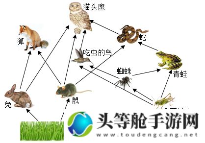 洗手间里的食物链小视频：揭示微观世界的生存法则