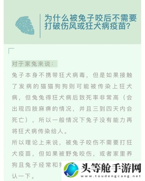 咬兔技巧：掌握正确咬法，呵护小兔兔