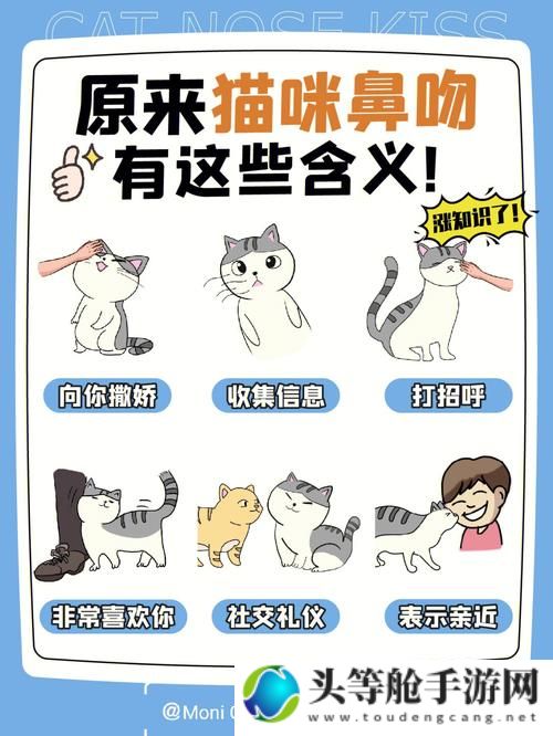 魔法猫的秘密攻略：解锁无限潜能，成为终极战士！