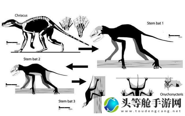 终极进化指南：揭秘叉字蝠的进化之路