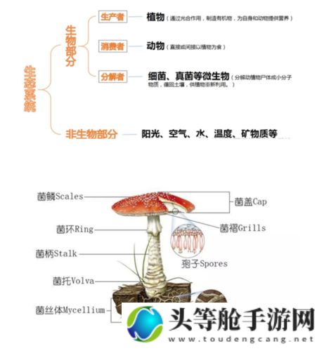 菇菇栽培研究室：探索真菌世界的奥秘