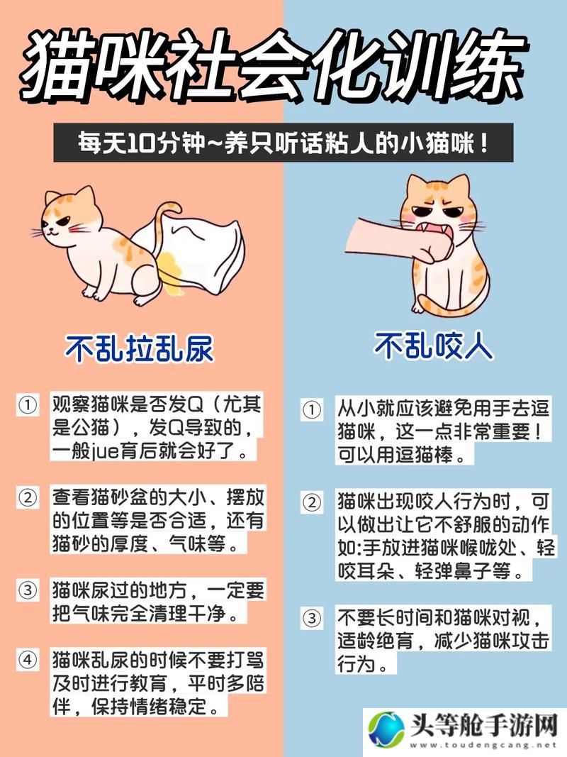 健康猫：探索现代生活中的健康新宠