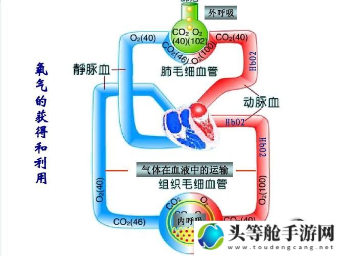 缺氧环境下的生存之道：高压制氧技术解析