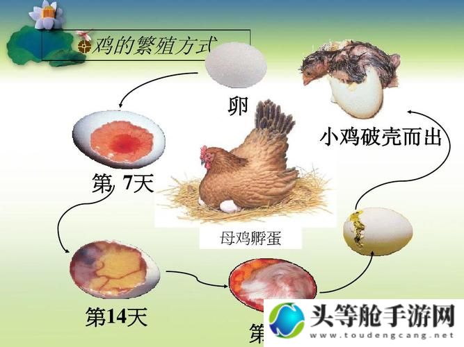 母鸡接鸡蛋：奇妙的自然行为与背后的奥秘探索